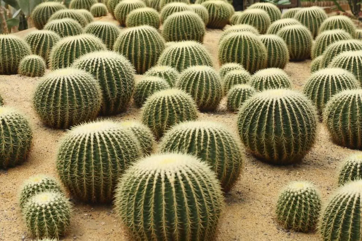 Cacti The Prickly Wonders of the Desert