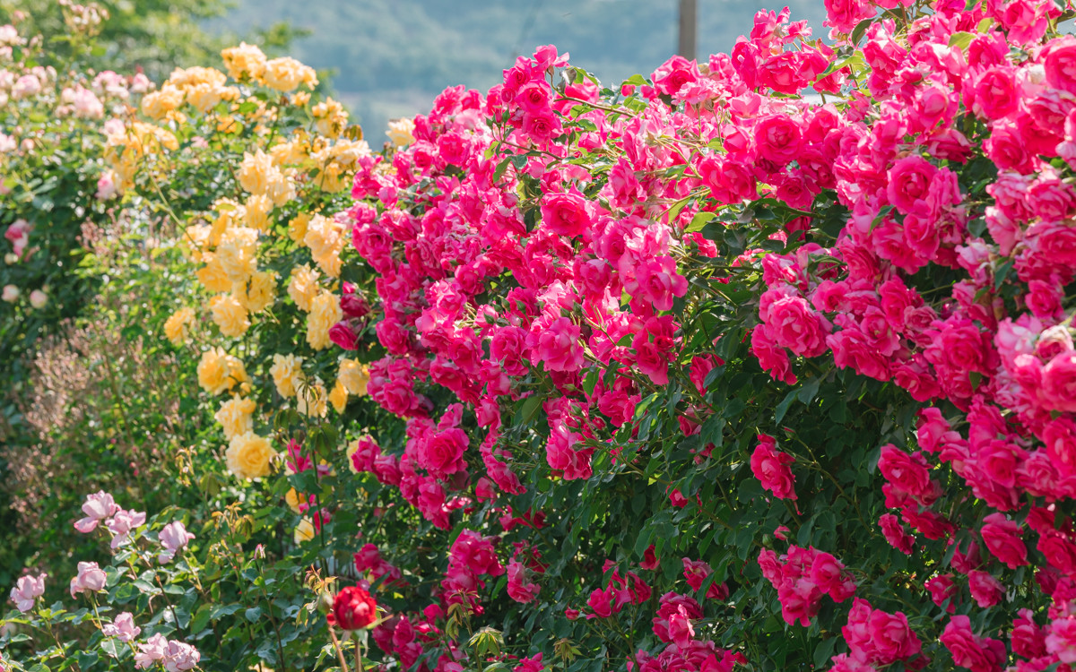 A Garden of Roses A Symphony of Scent and Sight