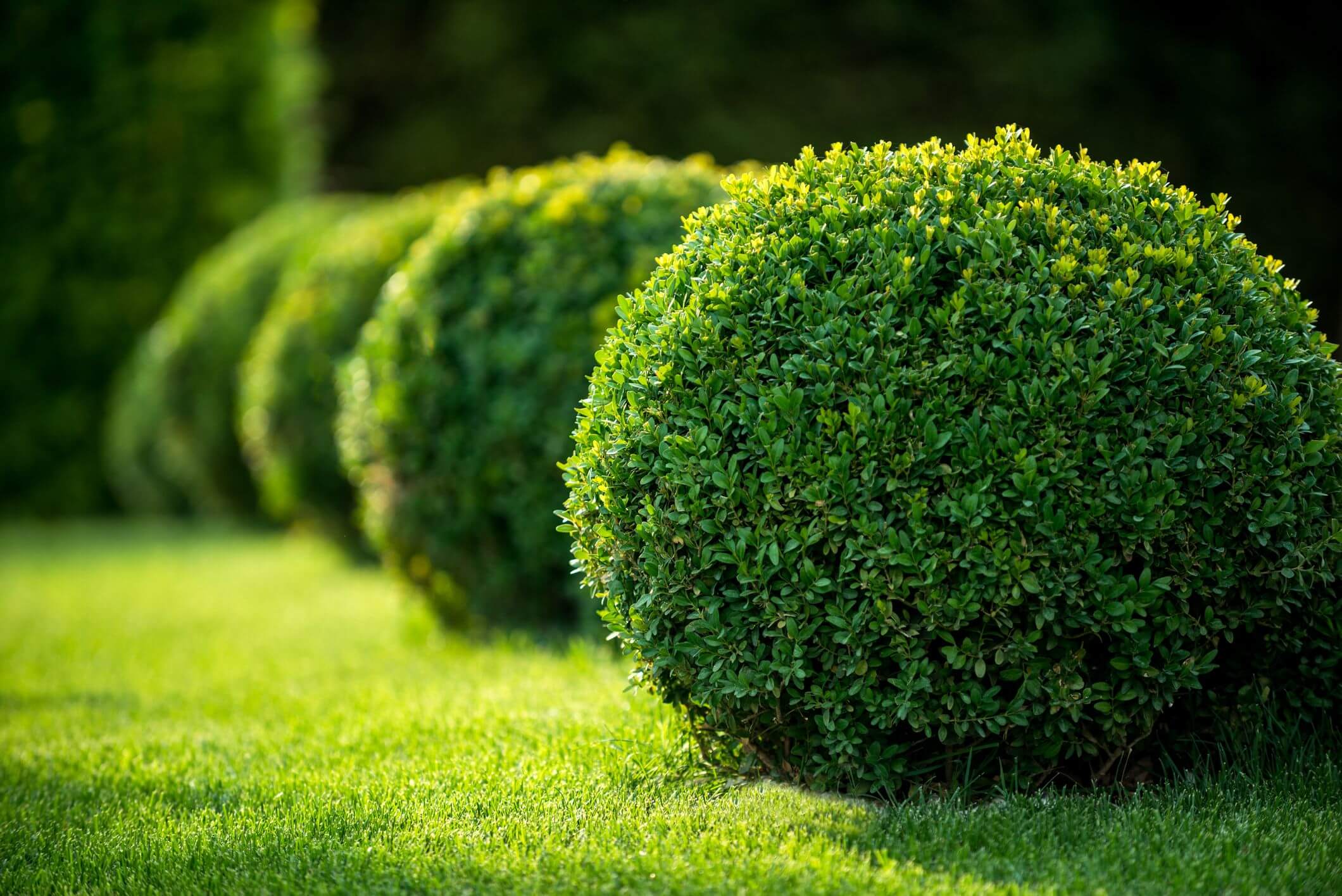 Shrubs The Versatile Backbone of Your Garden