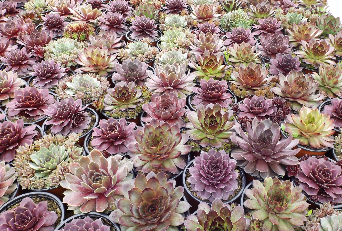 Sempervivum Nature’s Little Rosettes