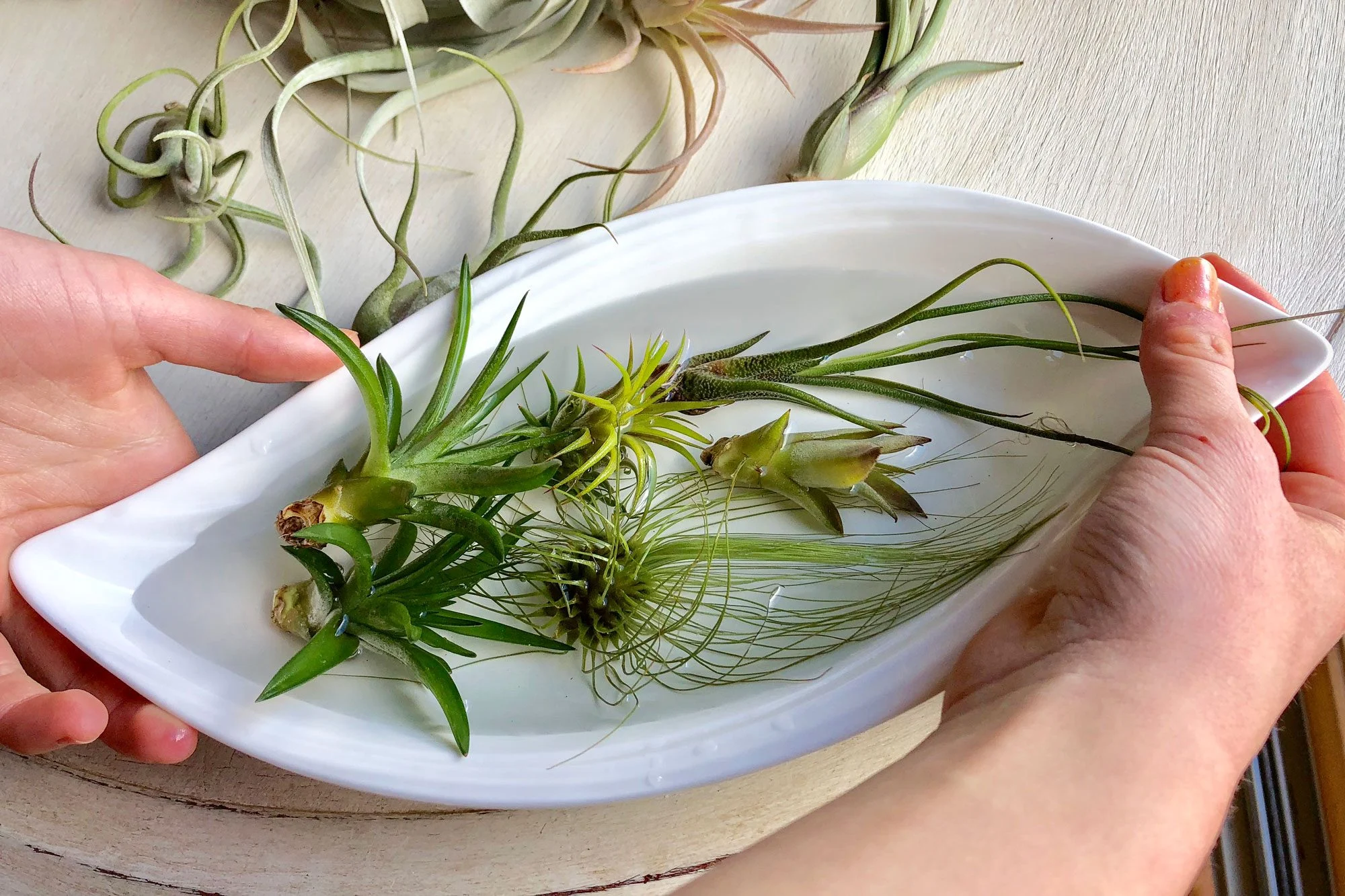 Air Plants