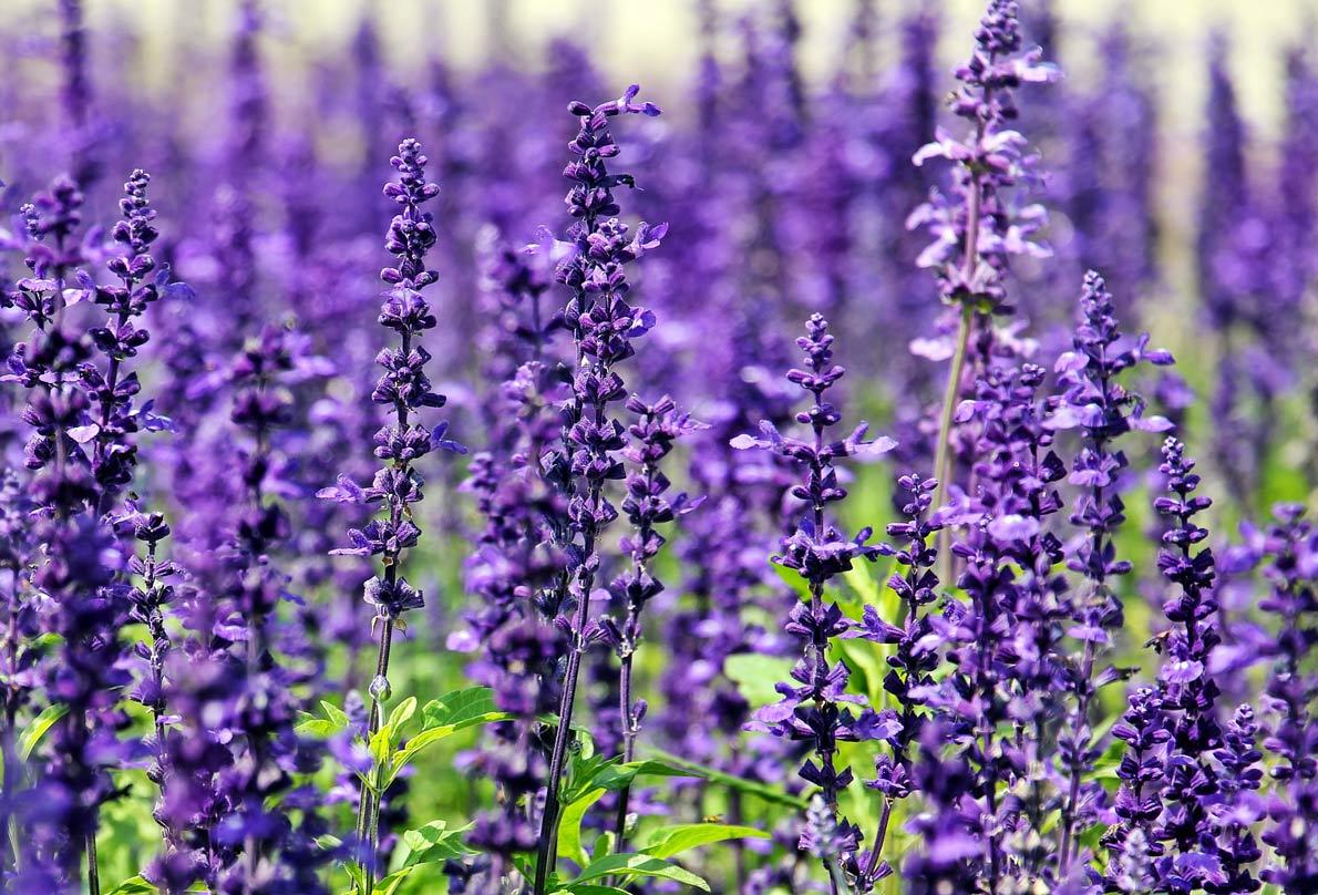 Lavender Nature's Calming Fragrance