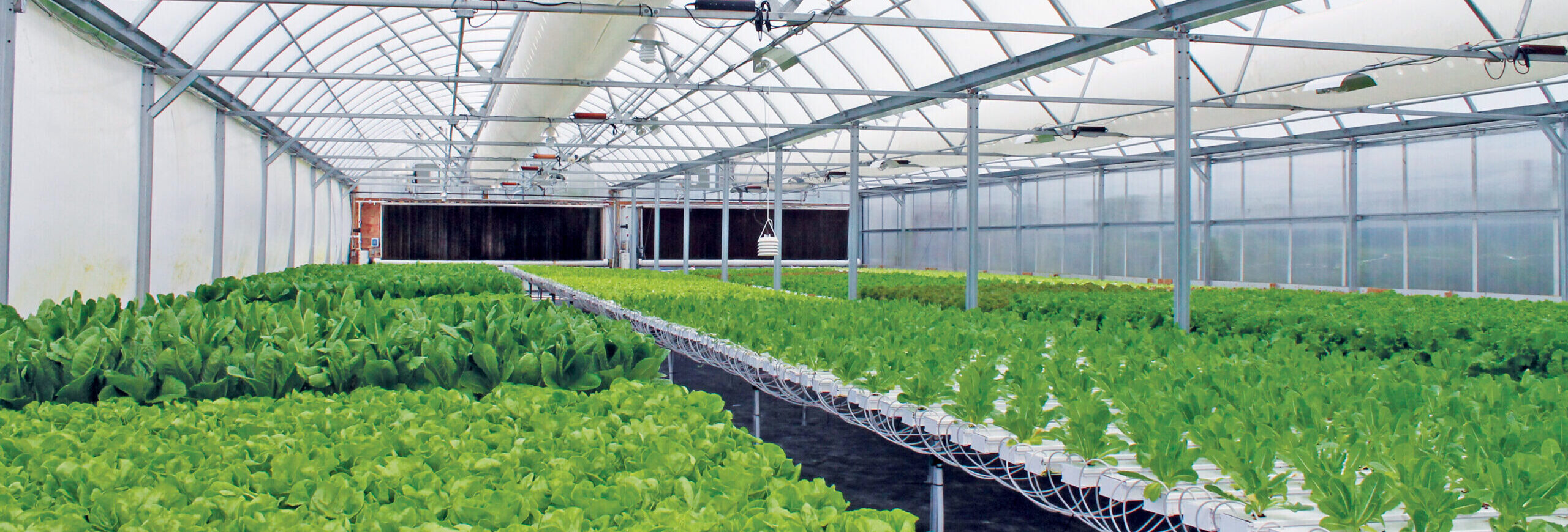 Hydroponics Growing Plants Without Soil