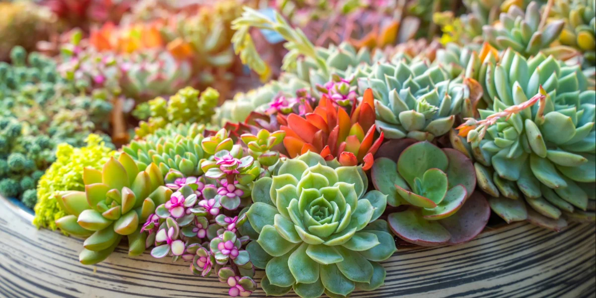 Succulents Low-Maintenance, High-Reward Plants