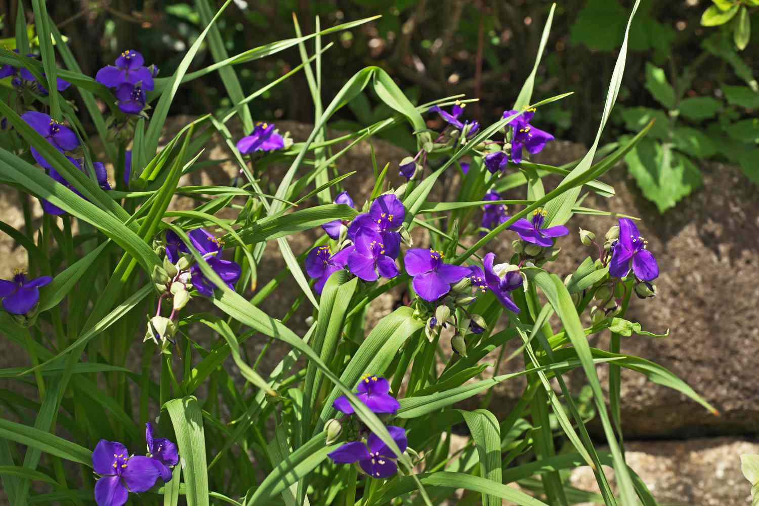 Spiderwort A Delicate Beauty