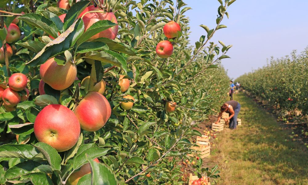 Orchards Nature's Bountiful Harvest