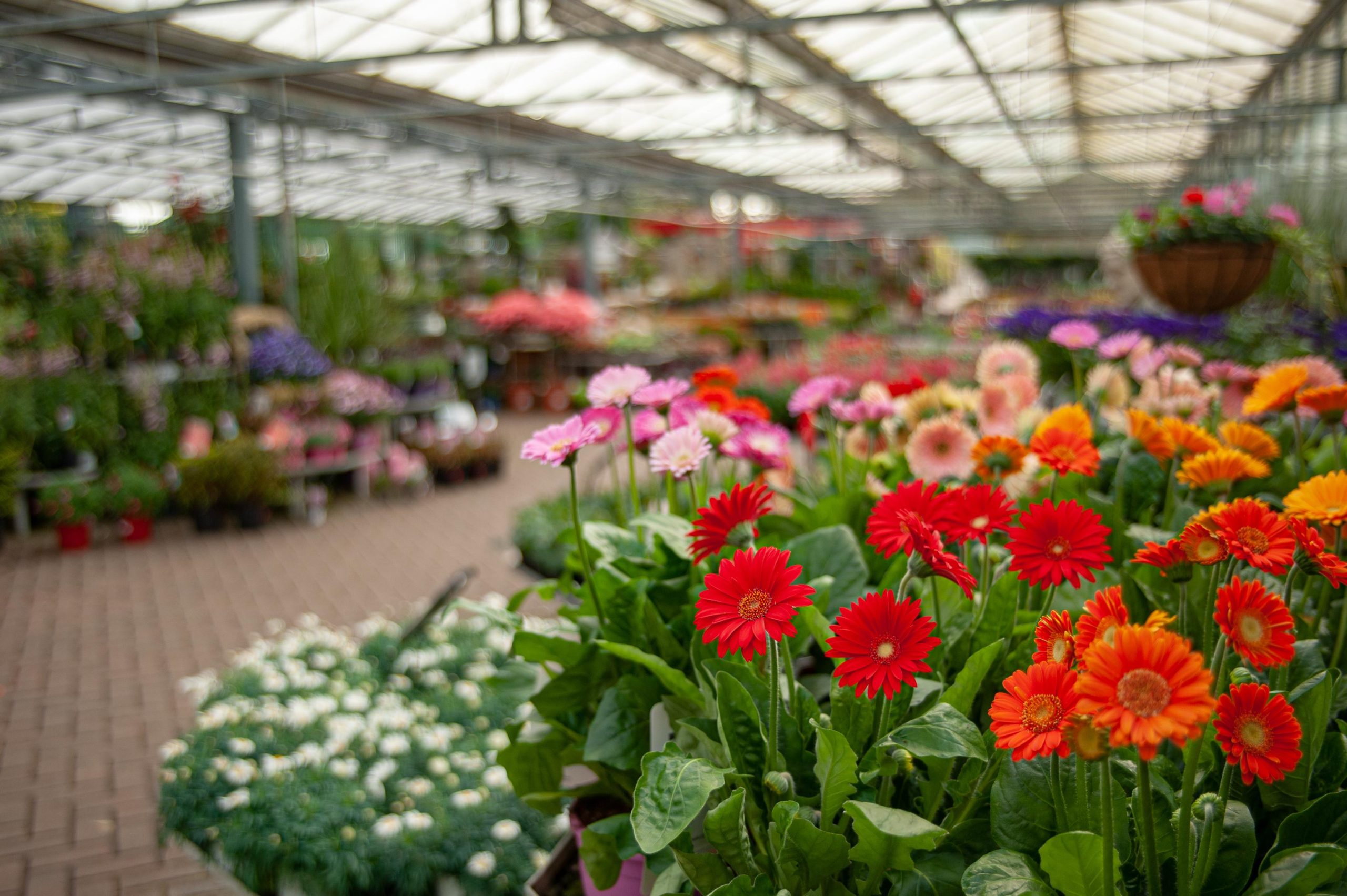 Garden Centres Your Oasis of Green