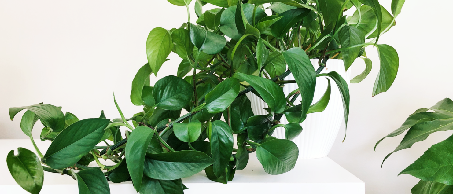 Pothos A Versatile Indoor Plant