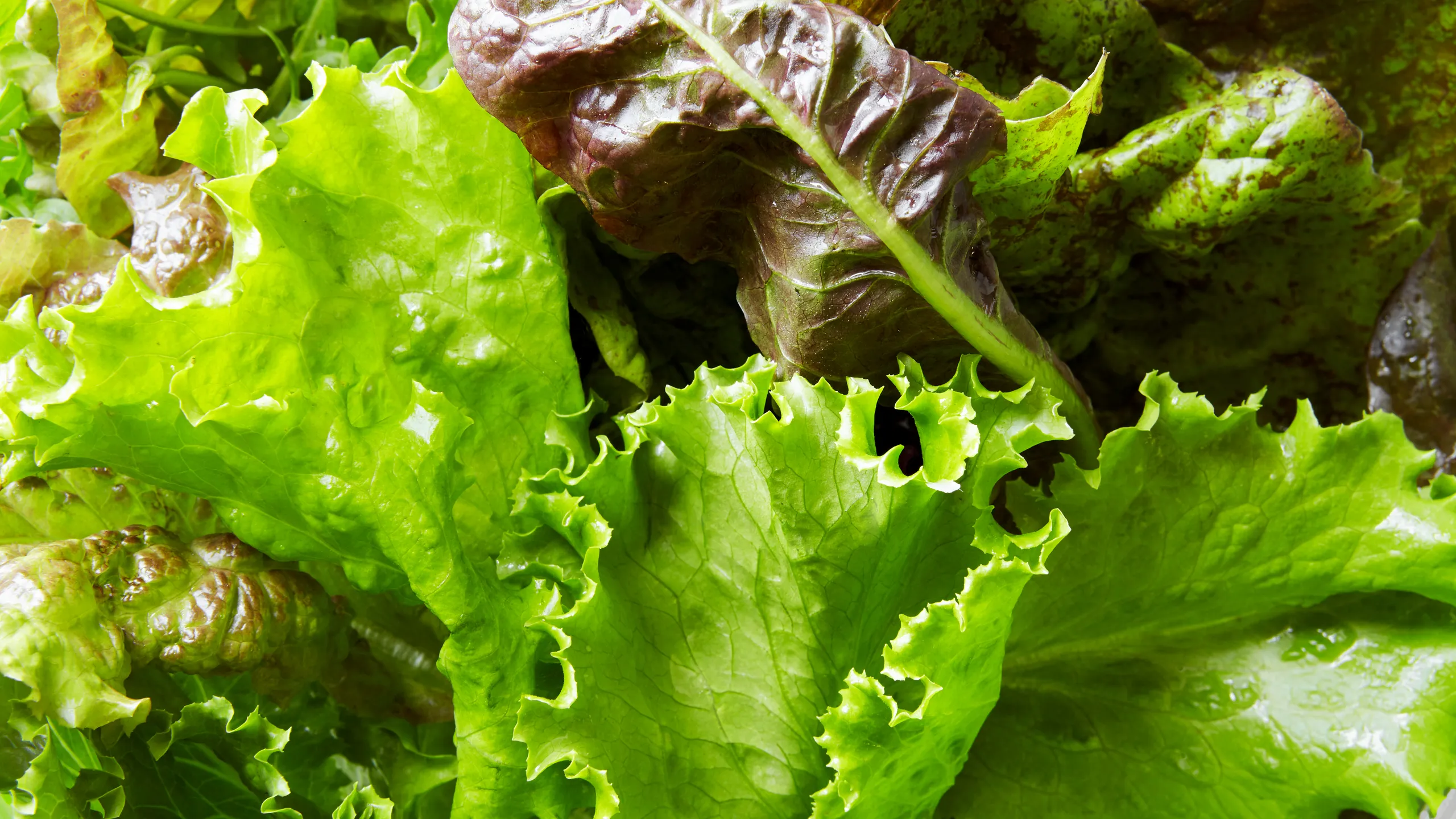 Lettuce A Crisp and Refreshing Addition to Your Meals