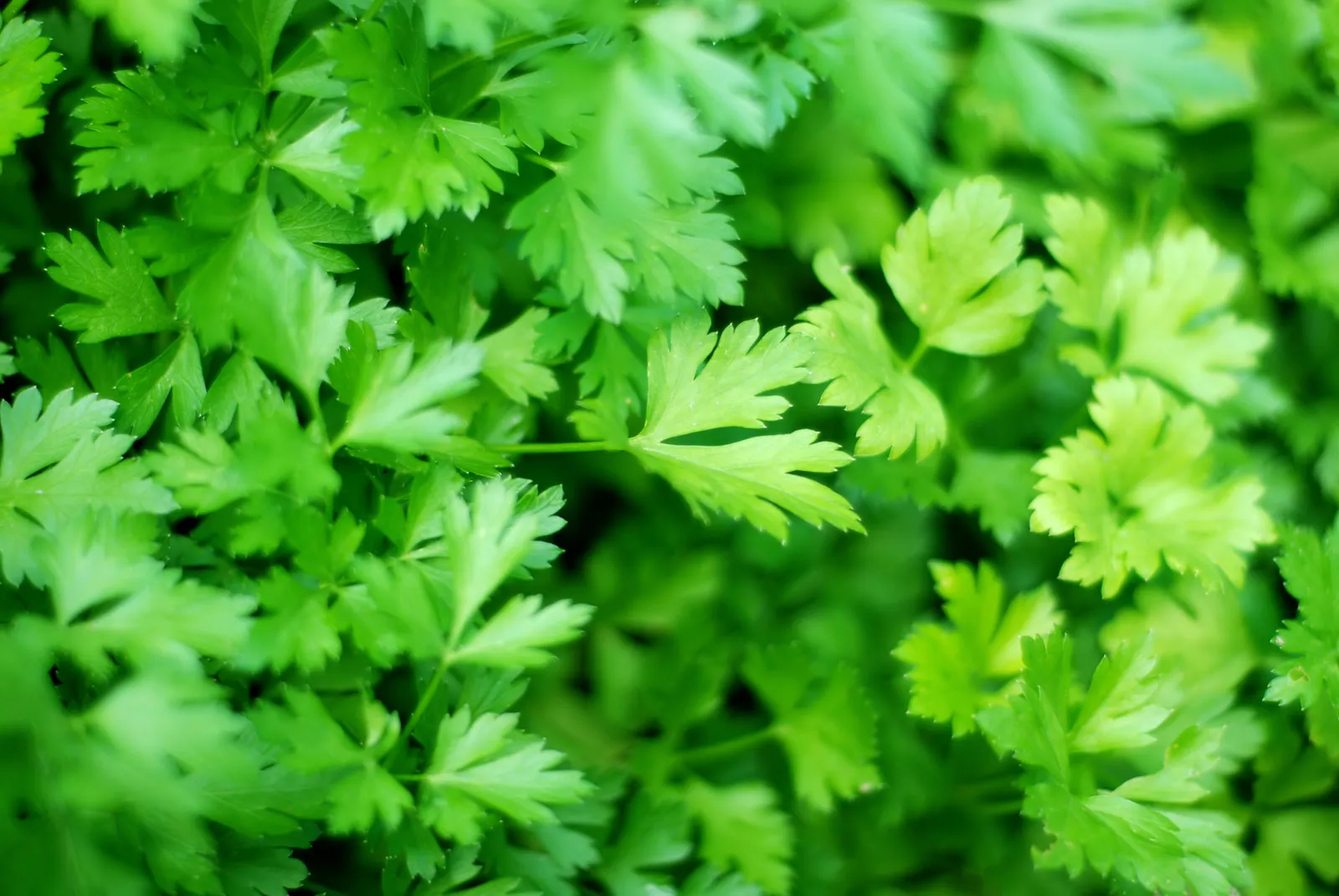 Parsley A Versatile Herb with a Punch