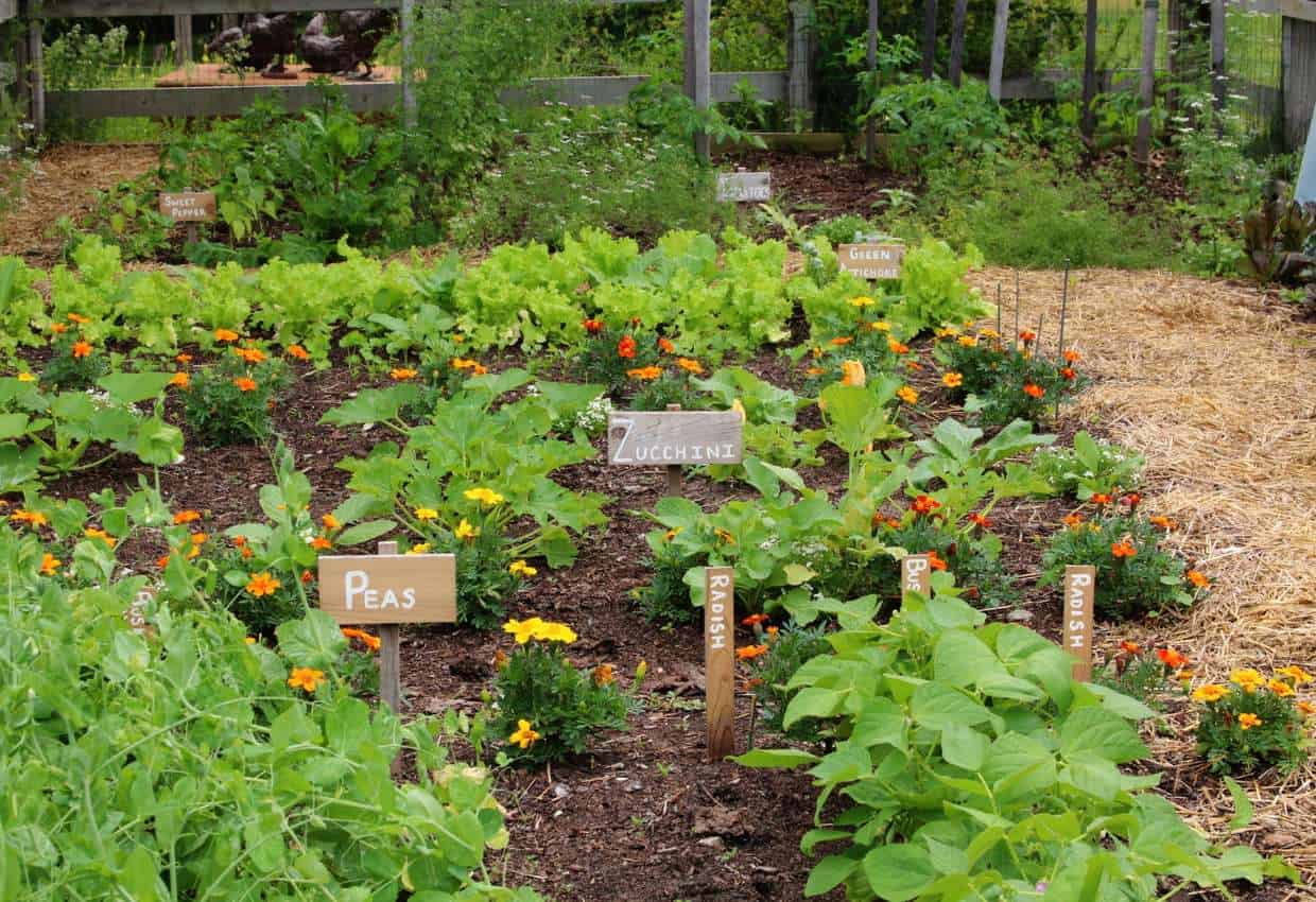 Potagers A Bountiful Blend of Beauty and Utility