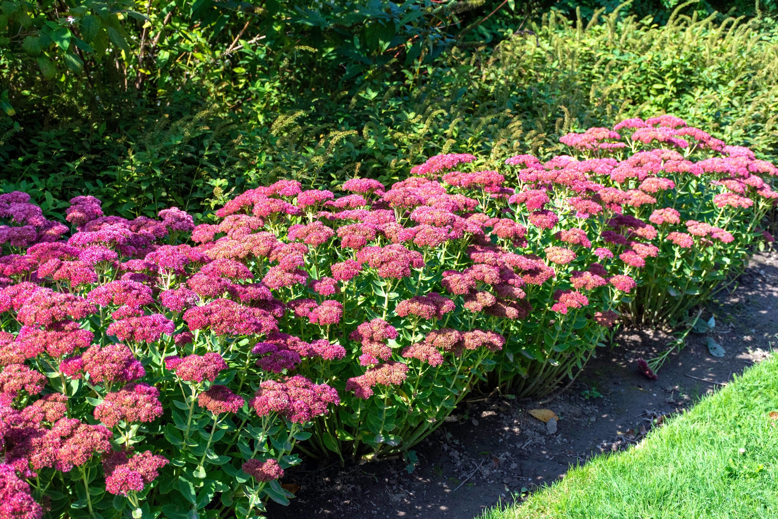 Sedum Nature’s Resilient Beauty