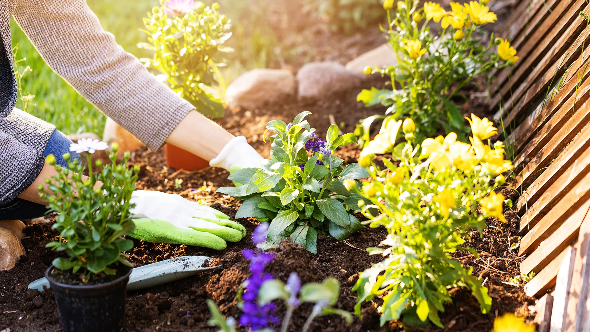 Transplanting A Gentle Move for Your Plants