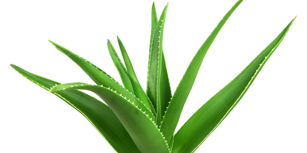 Aloe Vera Nature's First Aid Kit