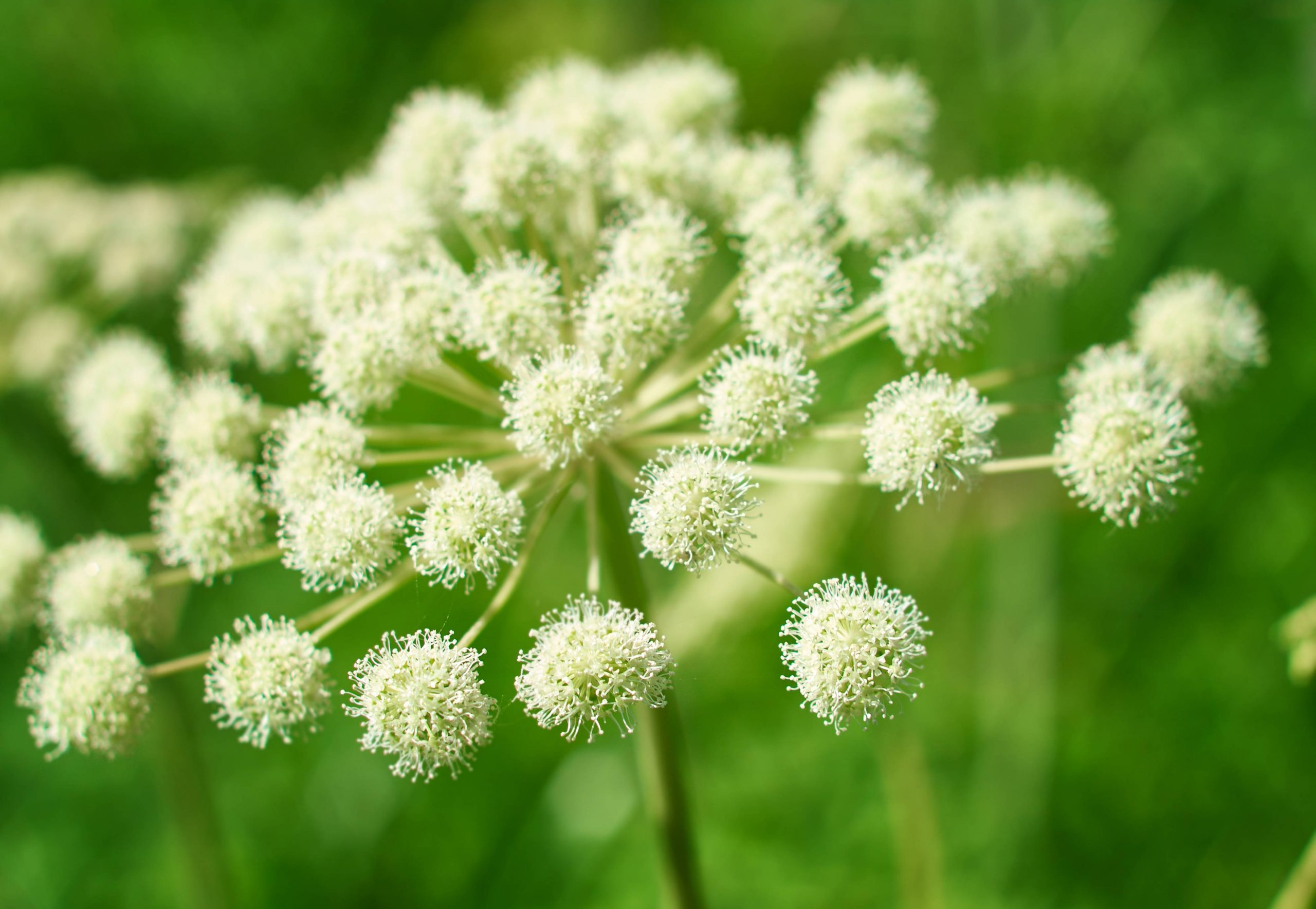 Angelica A Versatile Herb with a Rich History