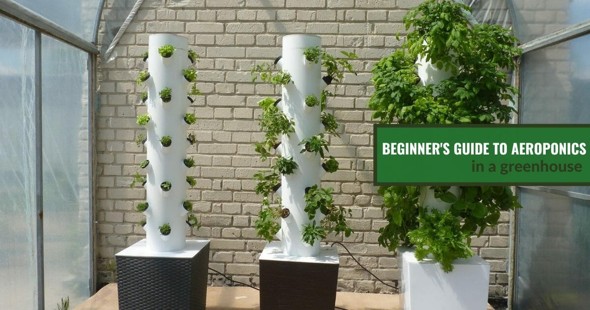 Aeroponics A Futuristic Approach to Plant Growth