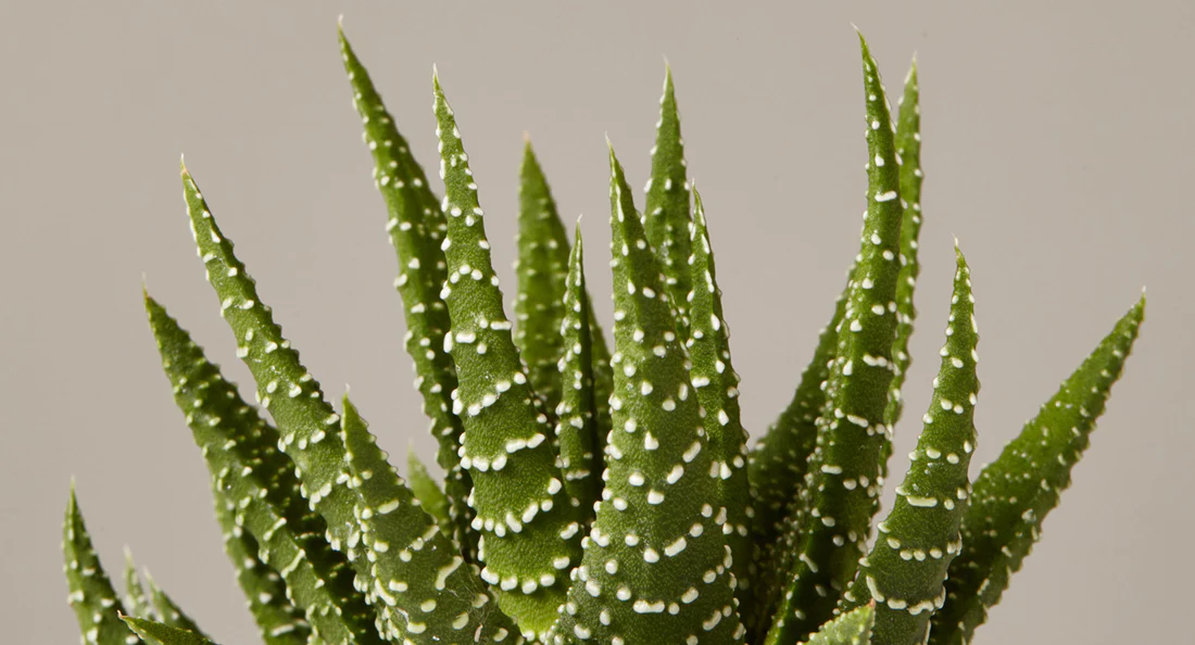 Haworthia Miniature Succulent Wonders