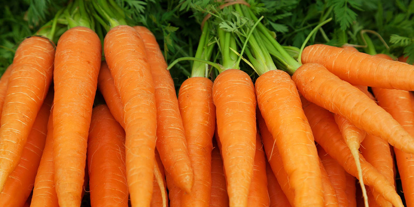 Carrots A Crunchy and Nutritious Delight