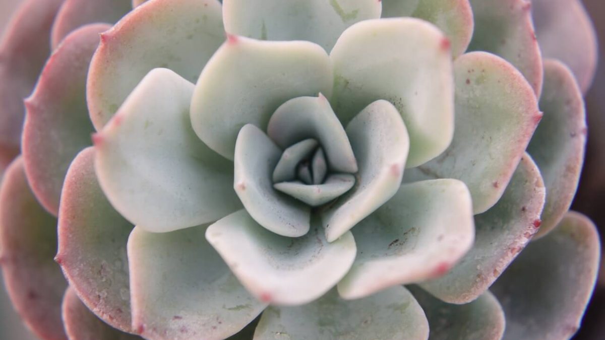 Echeveria A Rosette of Beauty