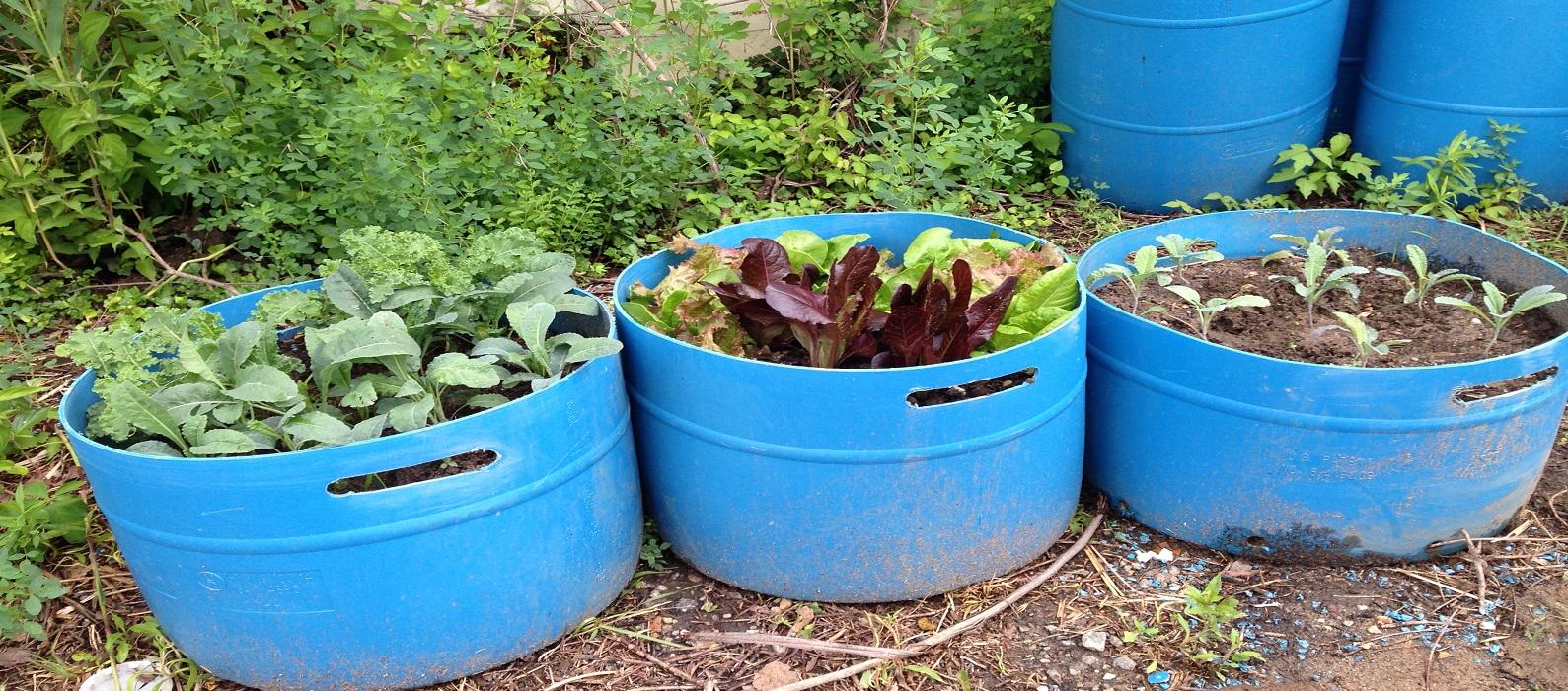 Container Gardening Cultivating Your Green Thumb in Small Spaces