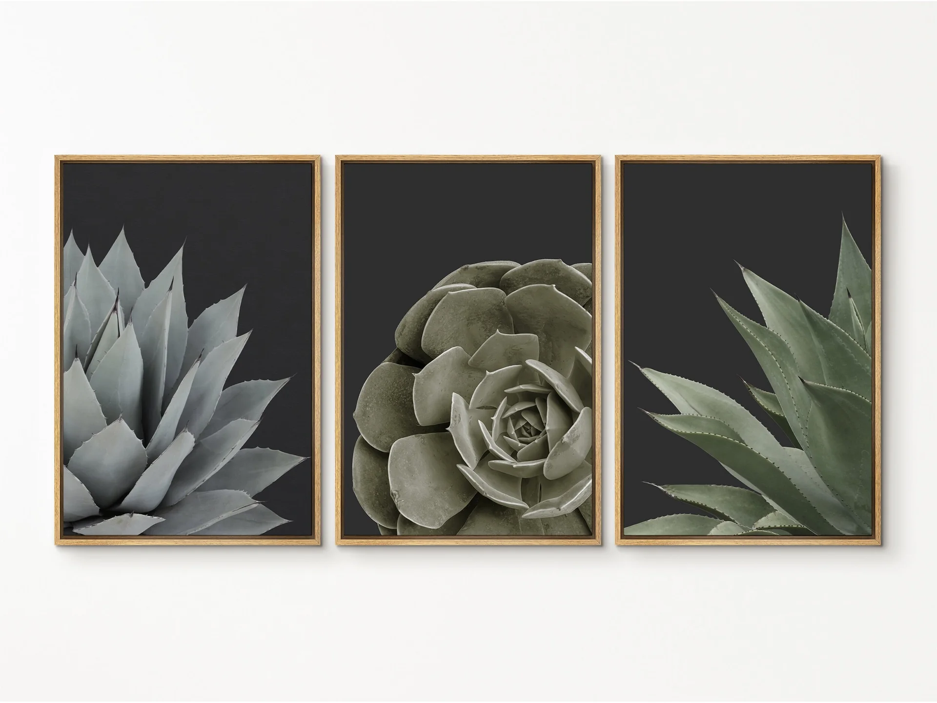 Succulent Wall Art A Green and Creative Home Decor