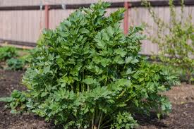 Lovage A Culinary and Medicinal Marvel