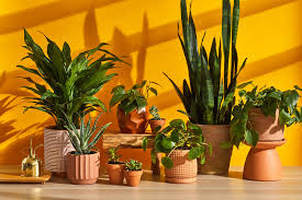 Houseplants Nature’s Indoor Companions