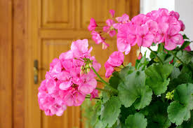 Geraniums A Timeless Garden Favorite