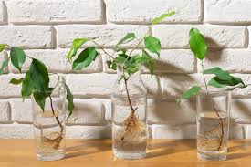 Plant Propagation Growing New Life from Existing Plants