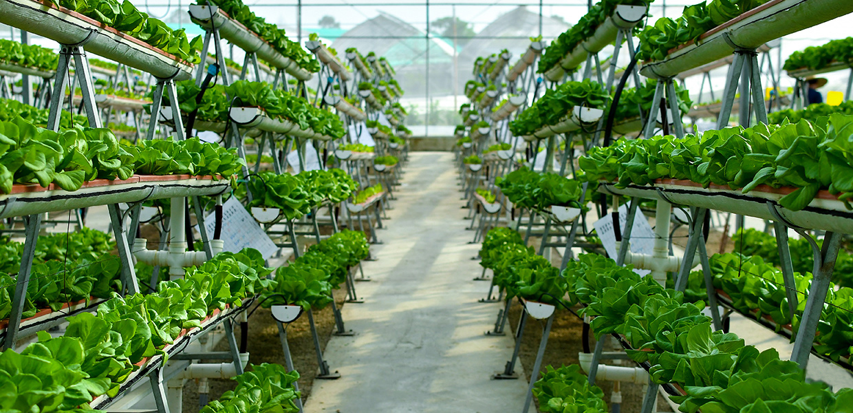 Indoor Farming Cultivating the Future of Food