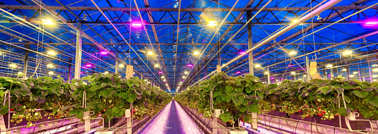 Illuminate Your Indoor Garden A Guide to Grow Lights