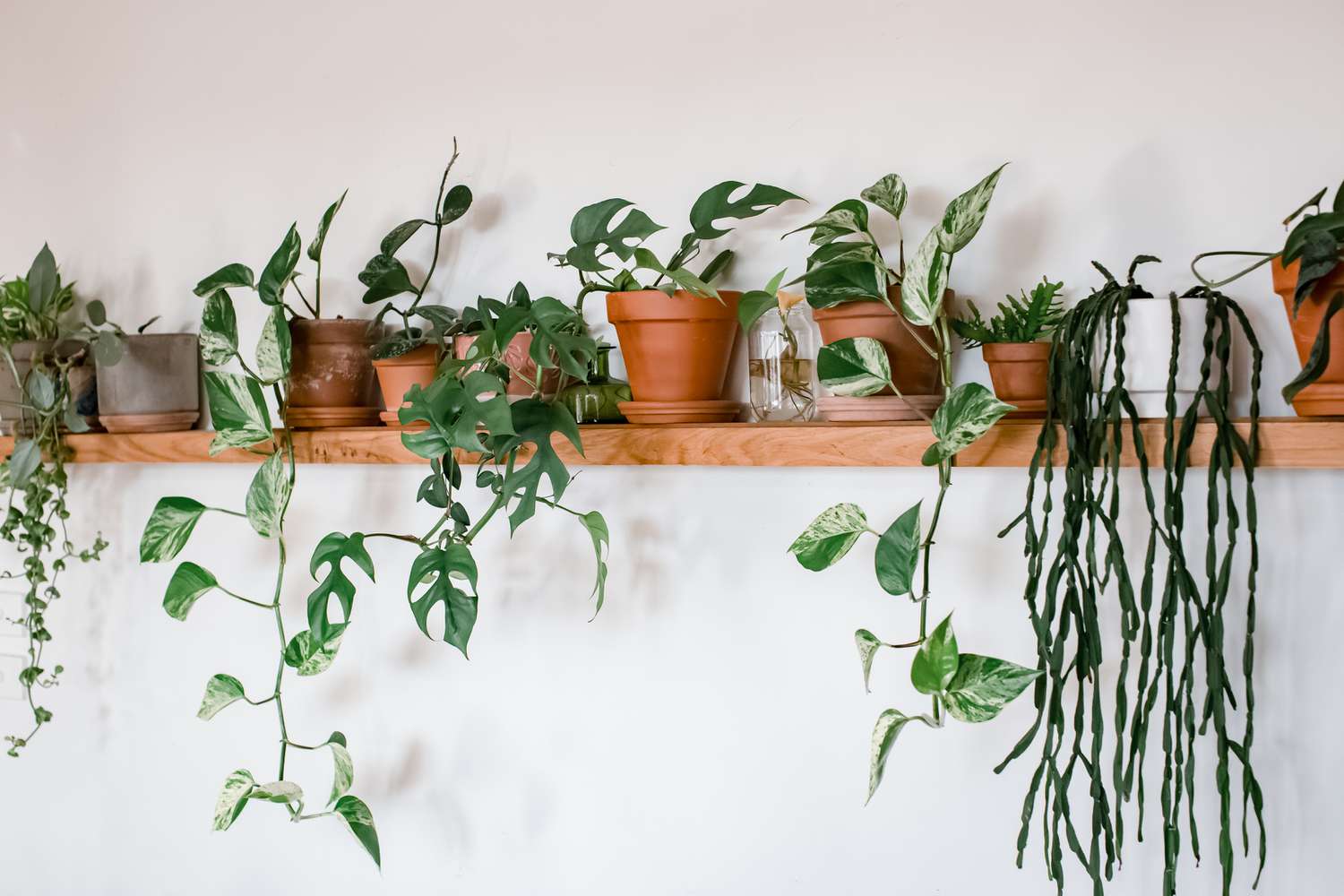 Houseplants Nature's Indoor Companions