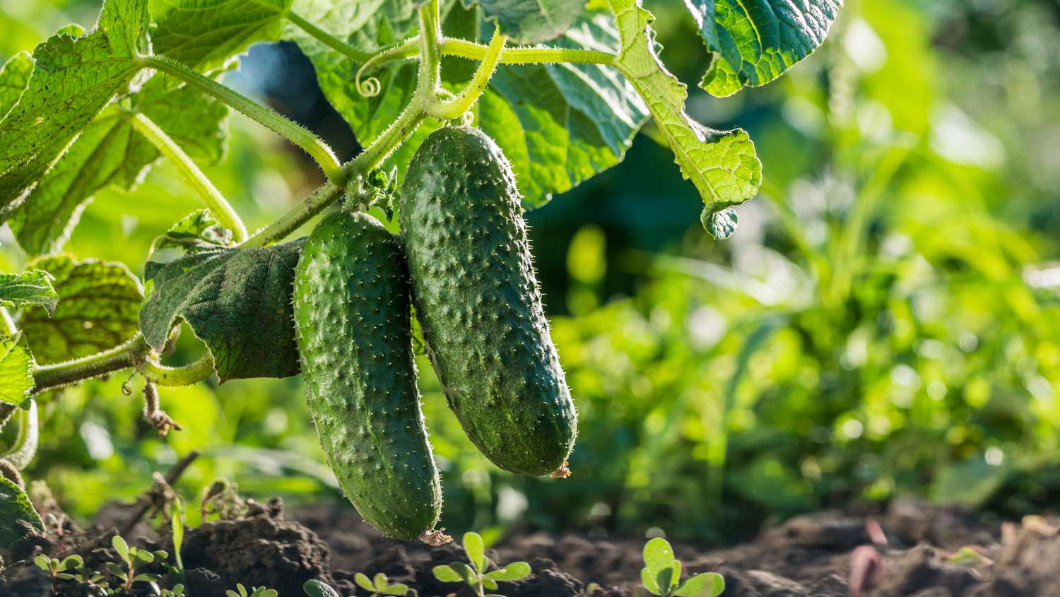 Cucumbers A Refreshing and Versatile Vegetable