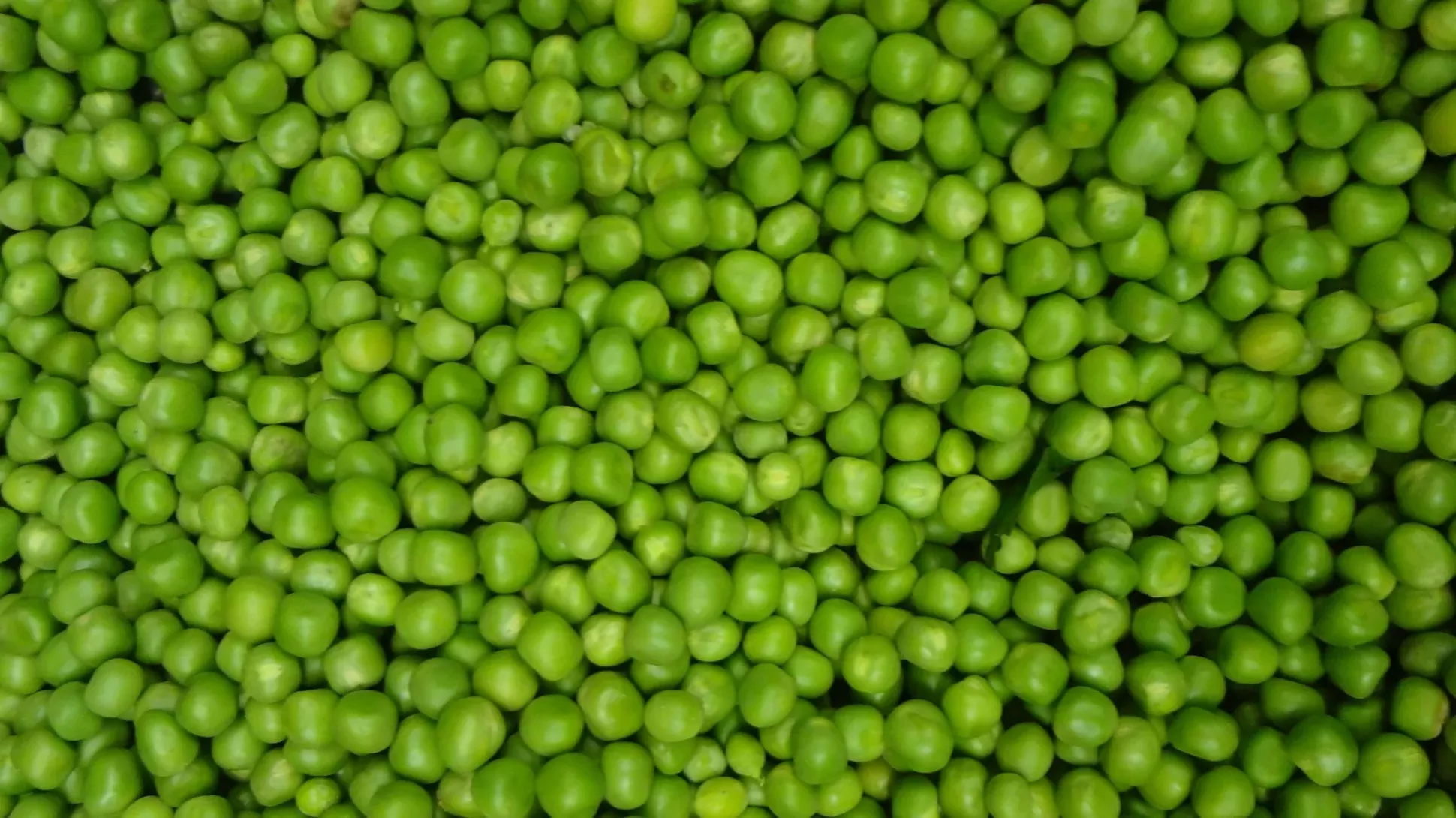 Peas A Sweet and Nutritious Treat