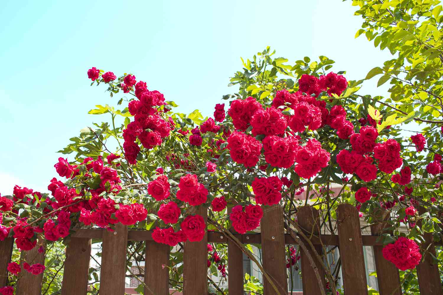 The Timeless Beauty of the Rosebush