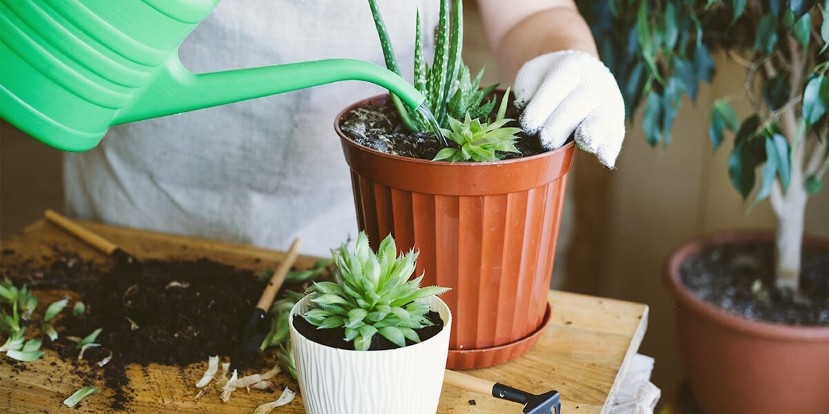 Nurturing Nature's Beauty A Guide to Plant Care