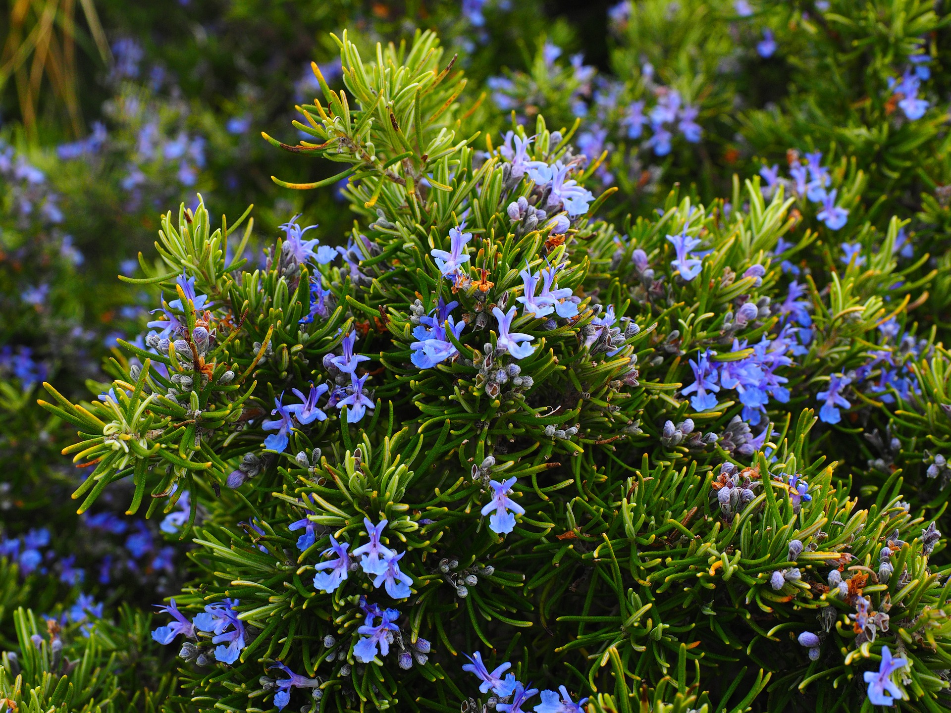 Rosemary A Fragrant Herb with Endless Uses