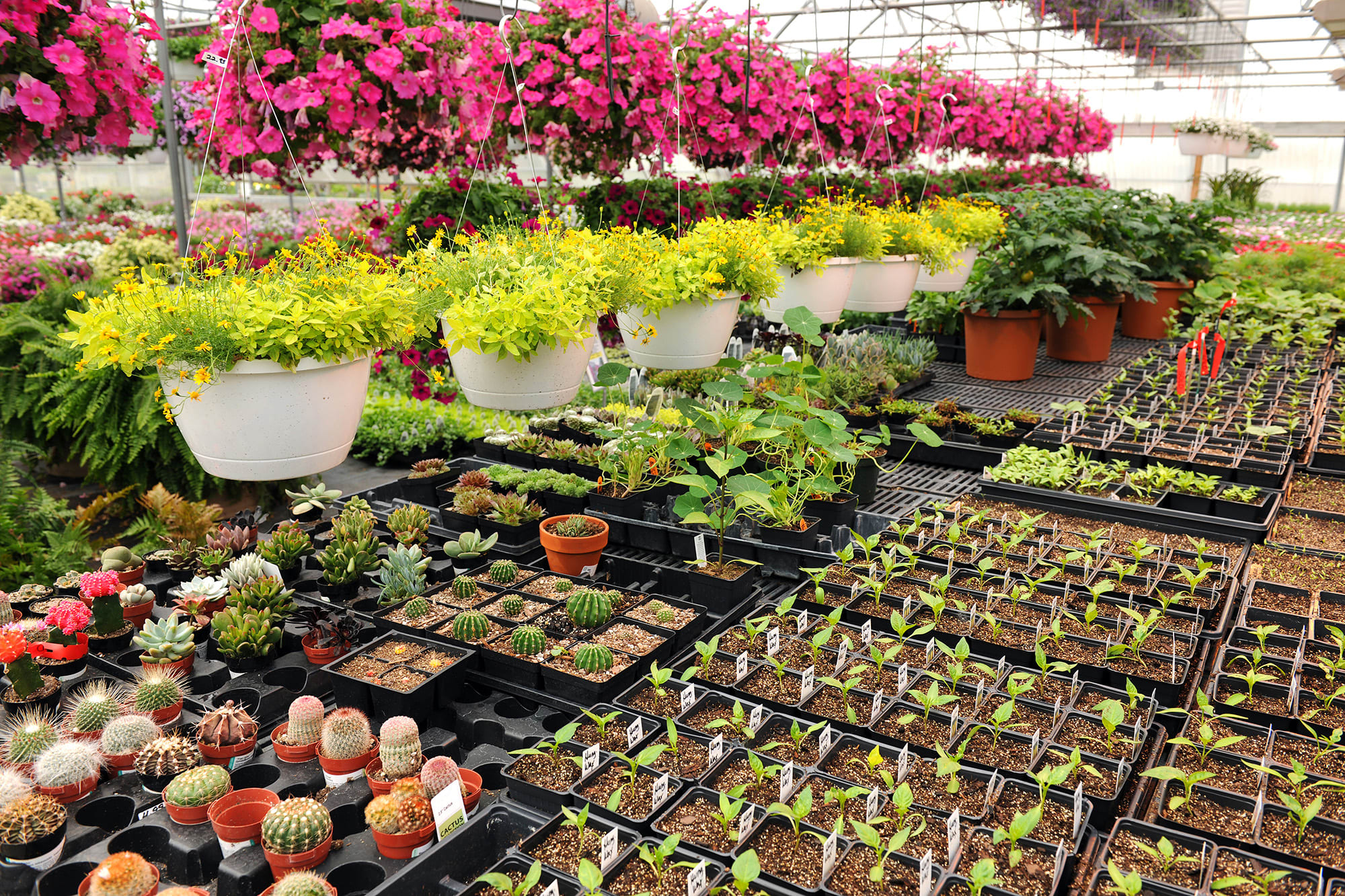 Plant Nurseries Nurturing Nature's Beauty