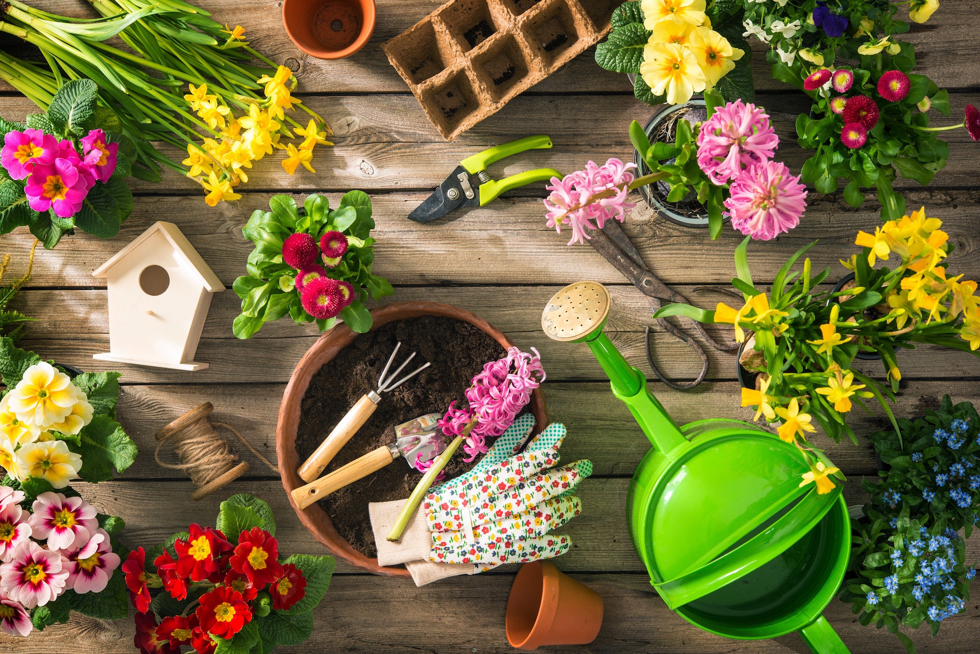 Essential Gardening Tools Your Arsenal for a Green Thumb