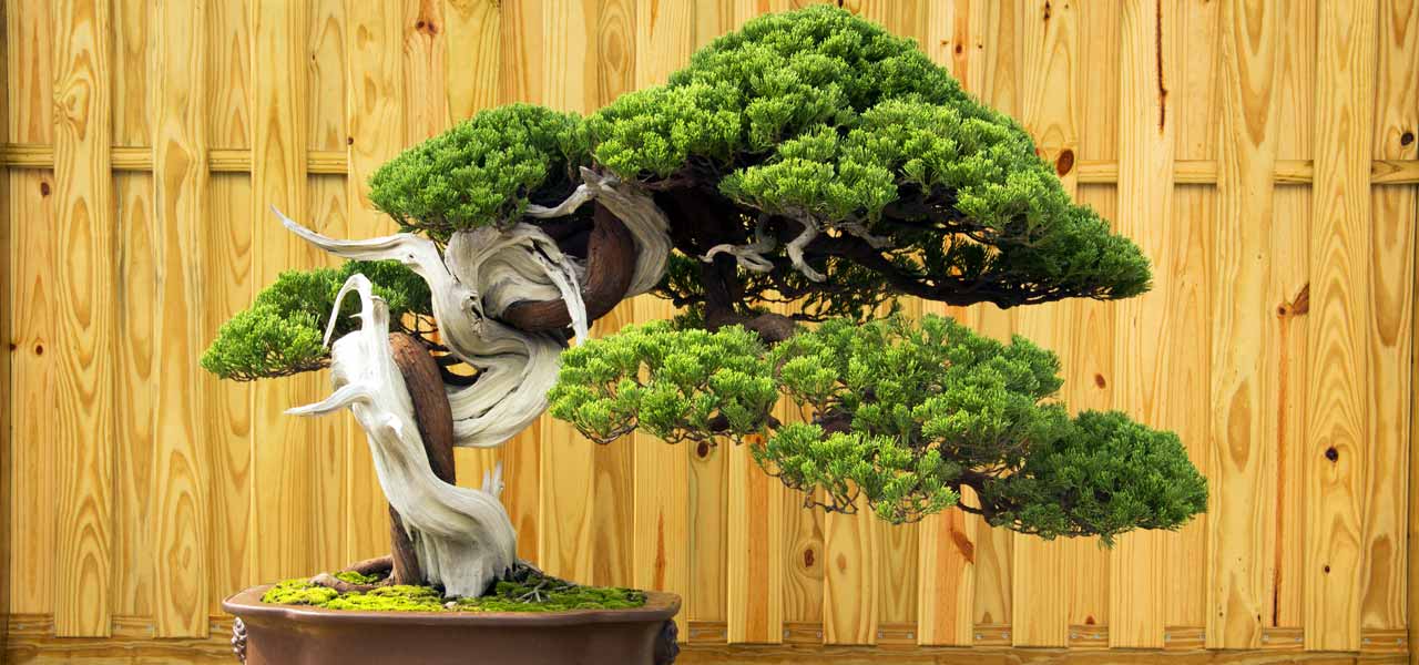 Bonsai The Art of Miniature Trees