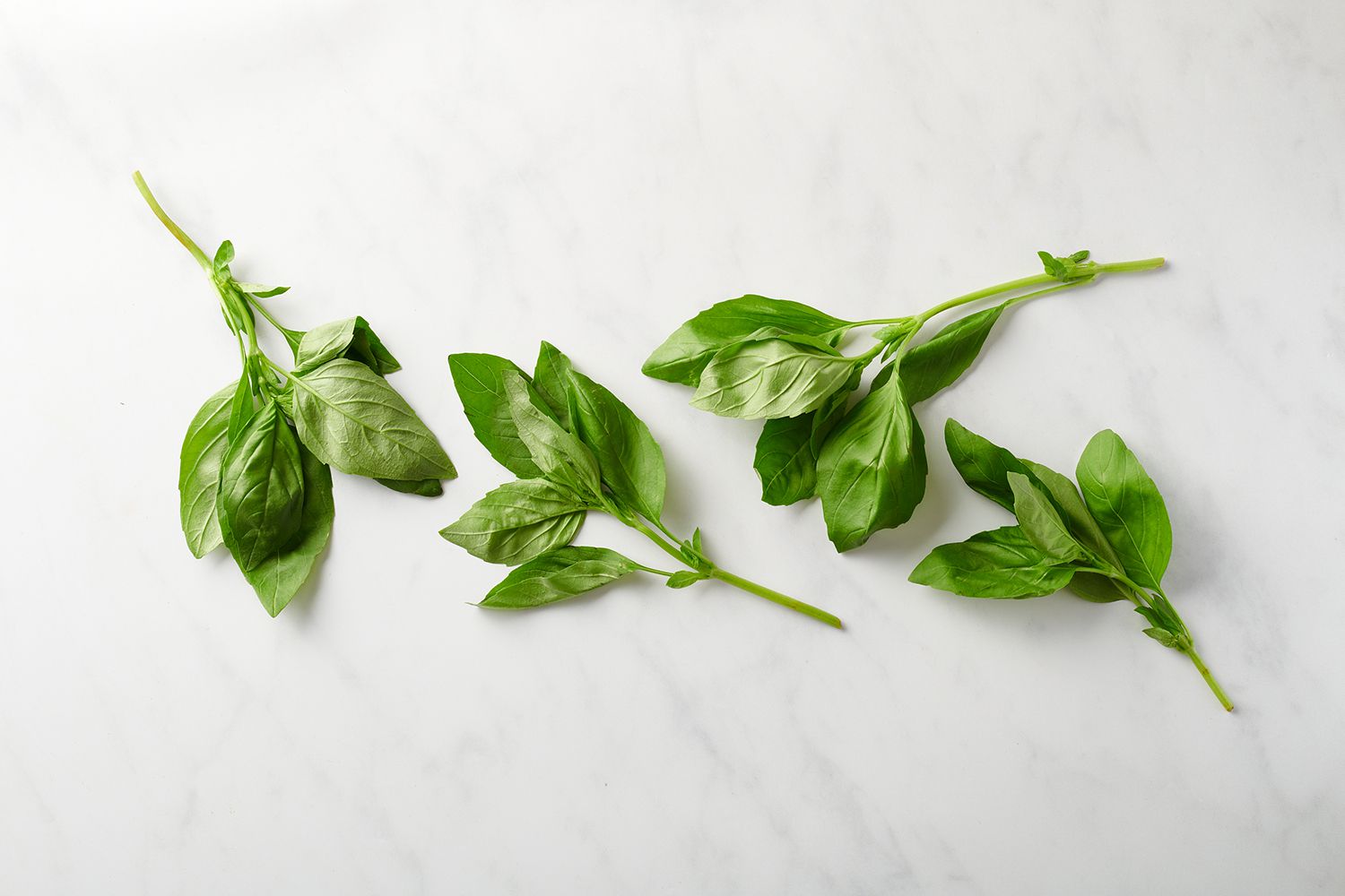 Basil A Culinary and Medicinal Herb